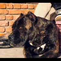 برای جفت گیری فقط با کنکرسو اصل