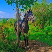 فروش اسب نیله کرد