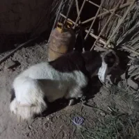 چند عدد گوسفند قربانی