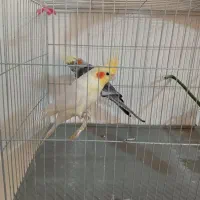 یک جفت عروس هلندی