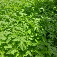 نشا گوجه