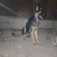 واگذاری یک قلاده ژرمن ماده