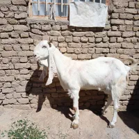 بز کاموری گلابی پاکستانی اصیل درشت