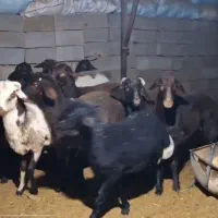 فروش بره نر وماده