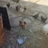 مرغ تخم گذار جوان یک ساله