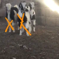 میش و بره و بز