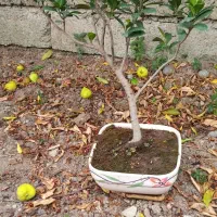 تعداد گل آپارتمانی