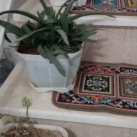 تعدادی گل