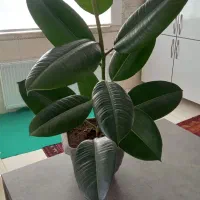 گل طبیعی
