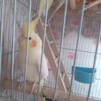 عروس هلندی