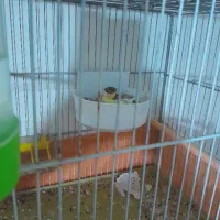 قناری جفت رو تخم و جوجه