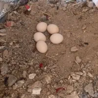 تخم لاری
