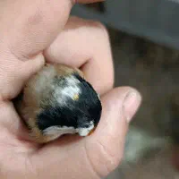 سهره نشون دار
