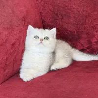 گربه بریتیش مو کوتاه
