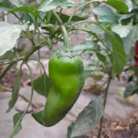 بذرانواع فلفل خوراکی