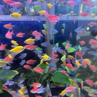 انواع ماهی ، آکواریوم، پرنده، ملزومات پت شاپ|ماهی|شیراز, شهرک استقلال|دیوار