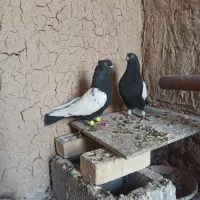 دوتا نر سینه سیاه درجه یک