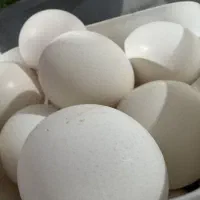 تخم مرغ تازه و نطفه دار