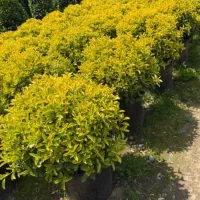 نیروی کار در گلخانه