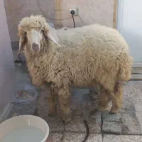 بره سبک