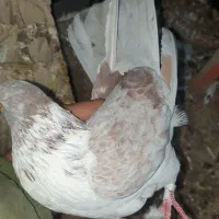 کفتر گرگی دم سرور نشون دار