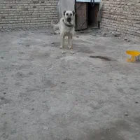 سگ ماده|سگ|اردبیل, |دیوار