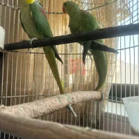 شاه طوطی