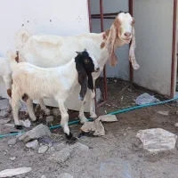 حیوانات خوانگی
