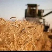 گندم دیم خوشه سفید