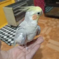 یک جفت عروس هلندی مولد سینامون|پرنده|بندر امام خمینی, |دیوار