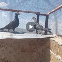 کفتر|پرنده|زاوه, |دیوار