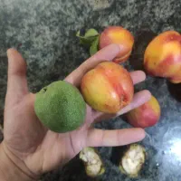 گردو‌ سبز درشت ارومیه