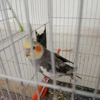 عروس هلندی نر