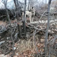 سگ ماده|سگ|خوی, |دیوار