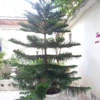 کاج مطبق
