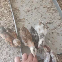 جوجه لری یک ماهه