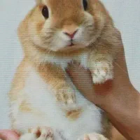 خرگوش و جونده غذای اصلی