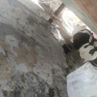 خرگوش