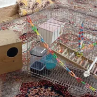 قفس پرنده و لانه عروس هلندی