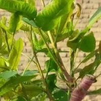 انواع پیوند بدنی ،ماشوله،وخال تضمینی
