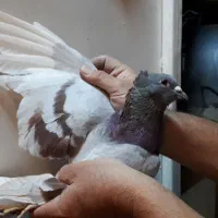 کفتر شهرستانی