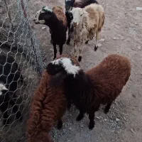 بره