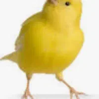 قناری اهوازی