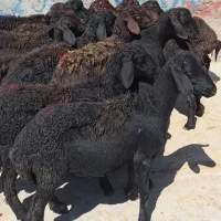 ۱۴راس بره نر قره قزل