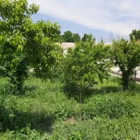 500-متر-زمین-شهرکی-درختان-میوه