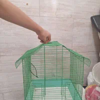 قفس