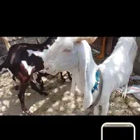 بز گلابی|حیوانات مزرعه|نیک شهر, |دیوار