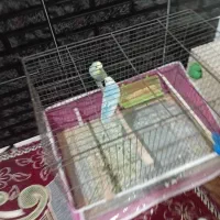 مرغ عشق
