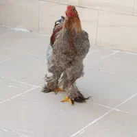 خروس برهما خوش رنگ با نژاد عالی