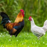 مرغ و خروس سیاه و مشکی زنده-قربانی با هزینه ارزان